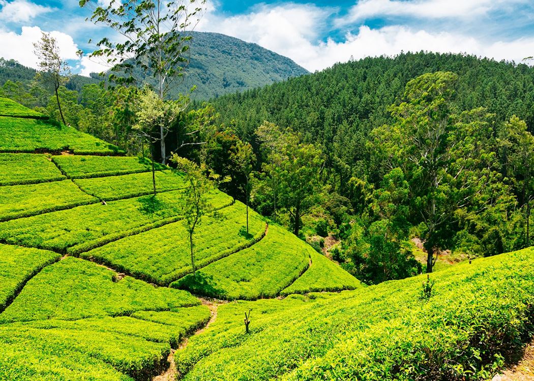 Nuwara Eliya